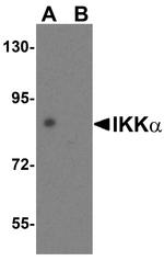 IKK alpha Antibody in Western Blot (WB)