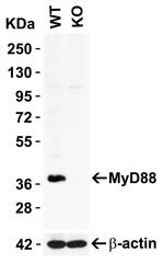 MyD88 Antibody in Western Blot (WB)