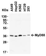 MyD88 Antibody in Western Blot (WB)