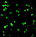 DRAK1 Antibody in Immunocytochemistry (ICC/IF)