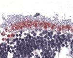 AIF Antibody in Immunohistochemistry (Paraffin) (IHC (P))