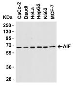 AIF Antibody in Western Blot (WB)