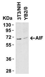 AIF Antibody in Western Blot (WB)