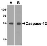 Caspase 12 Antibody in Western Blot (WB)