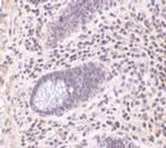 Lano Antibody in Immunohistochemistry (IHC)