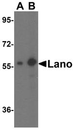 Lano Antibody in Western Blot (WB)