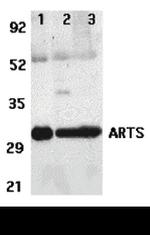 ARTS Antibody in Western Blot (WB)