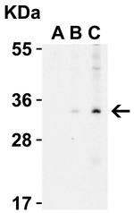 ENDOG Antibody in Western Blot (WB)