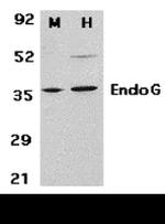 ENDOG Antibody in Western Blot (WB)