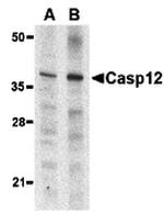 Caspase 12 Antibody in Western Blot (WB)