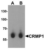 CRMP1 Antibody in Western Blot (WB)