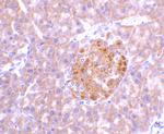 IL-23 p19 Antibody in Immunohistochemistry (Paraffin) (IHC (P))