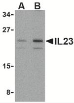 IL-23 p19 Antibody in Western Blot (WB)