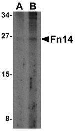 CD266 Antibody in Western Blot (WB)