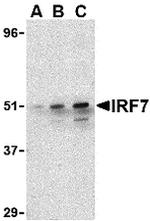 IRF7 Antibody in Western Blot (WB)