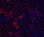 Nephrin Antibody in Immunohistochemistry (PFA fixed) (IHC (PFA))