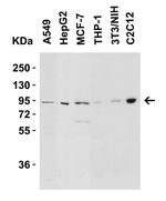 Nephrin Antibody in Western Blot (WB)