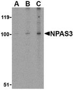 NPAS3 Antibody in Western Blot (WB)