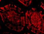 ZBP1 Antibody in Immunohistochemistry (IHC)