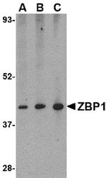 ZBP1 Antibody in Western Blot (WB)