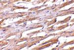 UNC93B1 Antibody in Immunohistochemistry (IHC)