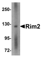 RIM2 Antibody in Western Blot (WB)