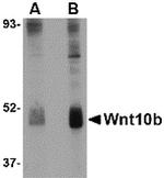WNT10B Antibody in Western Blot (WB)