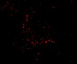 TRIM30 Antibody in Immunocytochemistry (ICC/IF)