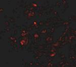 Transthyretin Antibody in Immunohistochemistry (IHC)