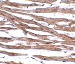 MAK10 Antibody in Immunohistochemistry (IHC)