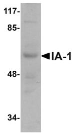 IA-1 Antibody in Western Blot (WB)