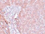 NDUFB9 Antibody in Immunohistochemistry (IHC)