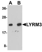 NDUFB9 Antibody in Western Blot (WB)