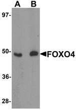 FOXO4 Antibody in Western Blot (WB)