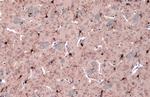 IBA1 Antibody in Immunohistochemistry (Paraffin) (IHC (P))