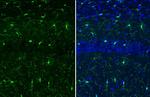 IBA1 Antibody in Immunohistochemistry (Frozen) (IHC (F))