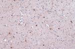 IBA1 Antibody in Immunohistochemistry (Paraffin) (IHC (P))