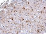 IBA1 Antibody in Immunohistochemistry (Paraffin) (IHC (P))