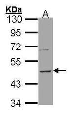 HRH3 Antibody in Western Blot (WB)