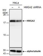 HMGA2 Antibody