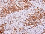 PGD Antibody in Immunohistochemistry (Paraffin) (IHC (P))