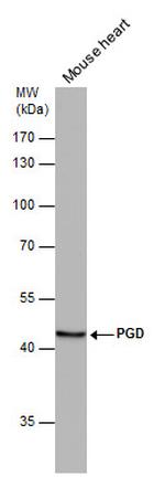 PGD Antibody in Western Blot (WB)