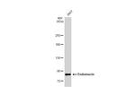 Endomucin Antibody in Western Blot (WB)