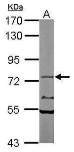 TAP Antibody in Western Blot (WB)