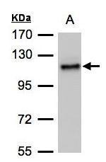 ADAMTSL2 Antibody in Western Blot (WB)