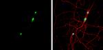 NOVA1 Antibody in Immunocytochemistry (ICC/IF)