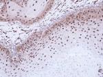 DMC1 Antibody in Immunohistochemistry (Paraffin) (IHC (P))