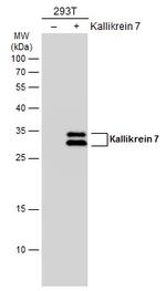 Kallikrein 7 Antibody in Western Blot (WB)