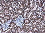 PCCB Antibody in Immunohistochemistry (Paraffin) (IHC (P))