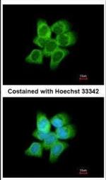 AKR1C1 Antibody in Immunocytochemistry (ICC/IF)